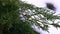 Detailed close up shot of pine tree`s leaf