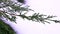 Detailed close up shot of pine tree`s leaf