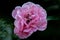 Detailed close up of a single pink and white coloured Bonica rose head  in bright sunshine