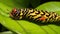 A detailed close-up of a strikingly patterned caterpillar