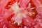 detailed close up of Tomato slice - macro tomatoes