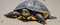 A detailed close-up of a turtle as it rests on a sandy beach under the warm sun