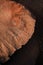 A detailed close up vertical photograph of a dusty, muddy elephant ear