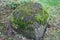 Detailed close up view on moss textures on a forest ground