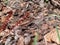 Detailed close-up of the Viviparous lizard or common lizard (Zootoca vivipara)