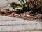 Detailed close-up of the Viviparous lizard or common lizard Zootoca vivipara on the ground near garden vegetation shot from the