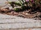 Detailed close-up of the Viviparous lizard or common lizard Zootoca vivipara on the ground near garden vegetation shot from the