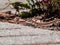 Detailed close-up of the Viviparous lizard or common lizard Zootoca vivipara on the ground near garden vegetation shot from the