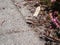 Detailed close-up of the Viviparous lizard or common lizard Zootoca vivipara on the ground near garden vegetation shot from the