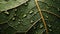 A detailed close-up of a wet leaf, capturing the intricate patterns and textures