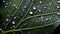 A detailed close-up of a wet leaf, capturing the intricate patterns and textures