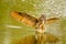 Detailed close up of a wild eagle owl. The bird of prey flies with outspread wings just above the water of a lake. Grabs