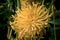 Detailed close up of a yellow cactus dahlia Golden Explosion in bright sunshine
