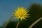 Detailed close up of a yellow cactus dahlia Golden Explosion in bright sunshine