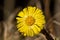 Detailed close up of a yellow colts foot in spring sunlight