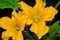Detailed close up of yellow squash or pumpkin flowers