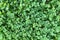 A detailed closeup angle view of bright sunny clover shamrock growth vegetation growth covering