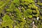 A detailed closeup angle view of bright sunny moss growth vegetation growth covering