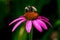 Detailed Closeup of a Beautiful Pink or Purple Coneflower