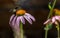 Detailed Closeup of a Beautiful Pink or Purple Coneflower