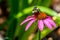Detailed Closeup of Beautiful Pink or Purple Coneflower with Bumble Bee