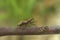 Detailed closeup on a beneficial tree damsel bug Himacerus apterus, sitting on a green leaf