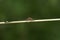 Detailed closeup on a blue-tailed damselfly, Ischnura elegans sitting on a twig