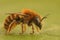 Detailed closeup on a colorful female of the Gold-fringed Mason Bee, Osmia aurulenta