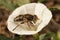 Detailed closeup on a Common lagoon fly , Eristalinus aeneus sitting on a white c onvolvusu flower