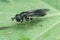 Detailed closeup on a dark and small hoverfly, Pipizella , sitting on a green leaf in the garden