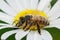 Detailed closeup of a European honey bee , Apis melifera sipping nectar from an Oxeye daisy