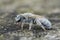 Detailed closeup of a female of the Mealy Metallic-Furrow Bee, Vestitohalictus pollinosus