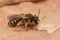 Detailed closeup on a female Small-gorse mining bee, Andrena ova