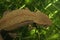 Detailed closeup on a gravid female of the threatened Hongkong  Hongkong warty newt, Paramesotriton