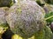 A detailed closeup of a large green broccoli head, being sold in a store bin.