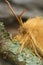 Detailed closeup on the Oak Eggar moth, Lasiocampa quercus