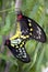 Detailed closeup of a pair of Common Birdwing Troides Helena butterflies mating.