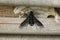 Detailed closeup on the parasitic Black bee fly , Anthrax anthrax sitting on wood