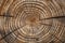 Detailed closeup reveals annual growth rings in tree circle patterns