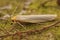 Detailed closeup on the scarce footman moth, Eilema complana sitting on wood