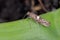 Detailed closeup on the small Leek moth, Acrolepiopsis assectella sitting on leaves, onion chives.