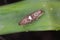 Detailed closeup on the small Leek moth, Acrolepiopsis assectella sitting on leaves, onion chives.