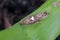 Detailed closeup on the small Leek moth, Acrolepiopsis assectella sitting on leaves, onion chives.