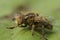 Detailed closeup on the small spotty-eyed dronefly, Eristalinus sepulchralis cleaining it's front legs