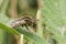 Detailed closeup on a Small Spotty-eyed dronefly, Eristalinus sepulchralis, sitting in grass