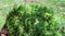 Detailed closeup view on forest ground textures with moss leaves and branches