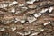 Detailed closeup of white birch (Betula papyrifera) bark texture.