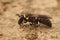 Detailed closeup on a yellow faced masked bee, Hylaeus , sitting on wood