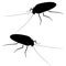 Detailed cockroach silhouette. Isometric view. Cockroach isolated on white background. Vector illustration