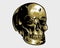 detailed cool golden skull illustration